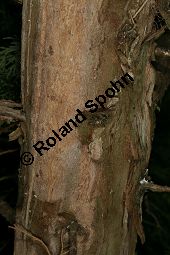 Virginischer Wacholder 'Glauca', Juniperus virginiana 'Glauca', Kauf von 05212_juniperus_virginiana_glauca_img_7445.jpg