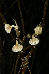 Orientalischer Papierstrauch, Edgeworthia papyrifera, Edgeworthia chryantha Kauf von 05213_edgeworthia_papyrifera_img_6074.jpg
