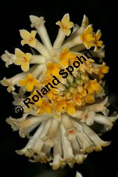 Orientalischer Papierstrauch, Edgeworthia papyrifera, Edgeworthia chryantha Kauf von 05213edgeworthia_papyriferaimg_5320.jpg