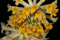 Orientalischer Papierstrauch, Edgeworthia papyrifera, Edgeworthia chryantha Kauf von 05213edgeworthia_papyriferaimg_5321.jpg