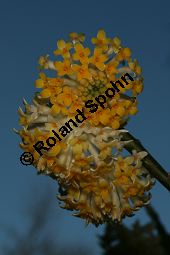 Orientalischer Papierstrauch, Edgeworthia papyrifera, Edgeworthia chryantha Kauf von 05213edgeworthia_papyriferaimg_5323.jpg