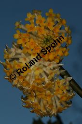 Orientalischer Papierstrauch, Edgeworthia papyrifera, Edgeworthia chryantha Kauf von 05213edgeworthia_papyriferaimg_5324.jpg