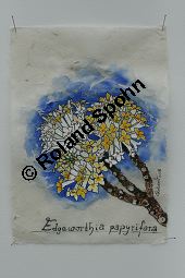 Orientalischer Papierstrauch, Edgeworthia papyrifera, Edgeworthia chryantha Kauf von 05213edgeworthia_papyriferaimg_7855.jpg