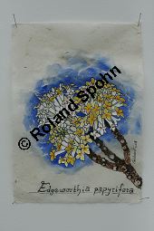 Orientalischer Papierstrauch, Edgeworthia papyrifera, Edgeworthia chryantha Kauf von 05213edgeworthia_papyriferaimg_7856.jpg