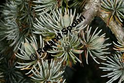 Atlas-Zeder 'Glauca Pendula', Cedrus atlantica 'Glauca Pendula' Kauf von 05215_cedrus_atlantica_glauca_pendula_img_0274.jpg