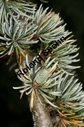 Atlas-Zeder 'Glauca Pendula', Cedrus atlantica 'Glauca Pendula' Kauf von 05215_cedrus_atlantica_glauca_pendula_img_0275.jpg