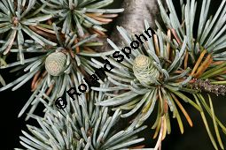 Atlas-Zeder 'Glauca Pendula', Cedrus atlantica 'Glauca Pendula' Kauf von 05215_cedrus_atlantica_glauca_pendula_img_0276.jpg