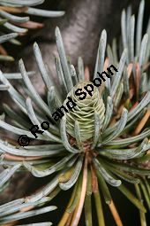 Atlas-Zeder 'Glauca Pendula', Cedrus atlantica 'Glauca Pendula' Kauf von 05215_cedrus_atlantica_glauca_pendula_img_0277.jpg