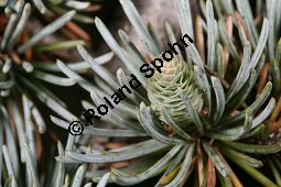 Atlas-Zeder 'Glauca Pendula', Cedrus atlantica 'Glauca Pendula' Kauf von 05215_cedrus_atlantica_glauca_pendula_img_0278.jpg