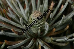 Atlas-Zeder 'Glauca Pendula', Cedrus atlantica 'Glauca Pendula' Kauf von 05215_cedrus_atlantica_glauca_pendula_img_0279.jpg