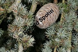 Atlas-Zeder 'Glauca Pendula', Cedrus atlantica 'Glauca Pendula' Kauf von 05215_cedrus_atlantica_glauca_pendula_img_0280.jpg