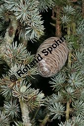 Atlas-Zeder 'Glauca Pendula', Cedrus atlantica 'Glauca Pendula' Kauf von 05215_cedrus_atlantica_glauca_pendula_img_0281.jpg