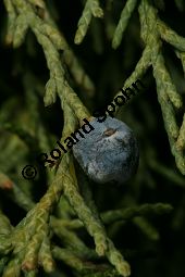 Chinesischer Wacholder, Juniperus chinensis Sorte, Cupressaceae, Juniperus chinensis Sorte, Chineischer Wacholder Sorte, fruchtend Kauf von 05241_juniperus_chinensis_img_7191.jpg