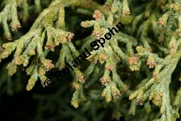 Chinesischer Wacholder, Juniperus chinensis Sorte, Cupressaceae, Juniperus chinensis Sorte, Chineischer Wacholder Sorte, fruchtend Kauf von 05241_juniperus_chinensis_img_7193.jpg