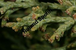 Chinesischer Wacholder, Juniperus chinensis Sorte, Cupressaceae, Juniperus chinensis Sorte, Chineischer Wacholder Sorte, fruchtend Kauf von 05241_juniperus_chinensis_img_7194.jpg