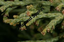 Chinesischer Wacholder, Juniperus chinensis Sorte, Cupressaceae, Juniperus chinensis Sorte, Chineischer Wacholder Sorte, fruchtend Kauf von 05241_juniperus_chinensis_img_7195.jpg