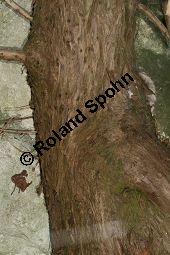 Chinesischer Wacholder, Juniperus chinensis Sorte, Cupressaceae, Juniperus chinensis Sorte, Chineischer Wacholder Sorte, fruchtend Kauf von 05241_juniperus_chinensis_img_7197.jpg