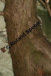 Chinesischer Wacholder, Juniperus chinensis Sorte, Cupressaceae, Juniperus chinensis Sorte, Chineischer Wacholder Sorte, fruchtend Kauf von 05241_juniperus_chinensis_img_7198.jpg