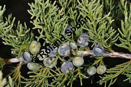 Chinesischer Wacholder, Juniperus chinensis Sorte, Cupressaceae, Juniperus chinensis Sorte, Chineischer Wacholder Sorte, fruchtend Kauf von 05241_juniperus_chinensis_sorte_dsc_0950.jpg
