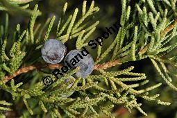 Chinesischer Wacholder, Juniperus chinensis Sorte, Cupressaceae, Juniperus chinensis Sorte, Chineischer Wacholder Sorte, fruchtend Kauf von 05241_juniperus_chinensis_sorte_dsc_0952.jpg