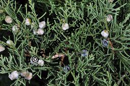 Chinesischer Wacholder, Juniperus chinensis Sorte, Cupressaceae, Juniperus chinensis Sorte, Chineischer Wacholder Sorte, fruchtend Kauf von 05241_juniperus_chinensis_sorte_dsc_1649.jpg