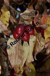 Japanische Kornelkirsche, Shanzhuyu, Cornus officinalis, Cornaceae, Cornus officinalis, Japanische Kornelkirsche, Shanzhuyu, fruchtend Kauf von 05244_cornus_officinalis_dsc_0982.jpg