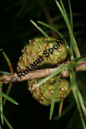 Banks-Kiefer, Strauch-Kiefer, Pinus banksiana Kauf von 05248_pinus_banksiana_img_0475.jpg