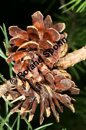 Banks-Kiefer, Strauch-Kiefer, Pinus banksiana Kauf von 05248_pinus_banksiana_img_0476.jpg