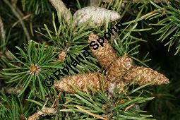 Banks-Kiefer, Strauch-Kiefer, Pinus banksiana Kauf von 05248_pinus_banksiana_img_3938.jpg