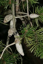 Banks-Kiefer, Strauch-Kiefer, Pinus banksiana Kauf von 05248_pinus_banksiana_img_3940.jpg