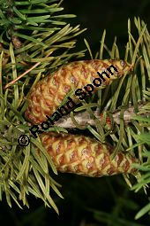 Banks-Kiefer, Strauch-Kiefer, Pinus banksiana Kauf von 05248_pinus_banksiana_img_3941.jpg