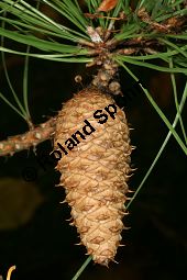 Pech-Kiefer, Steife Kiefer, Pinus rigida, Pinus taeda rigida, Pinus fraserei, Pinus serotina Kauf von 05253_pinus_rigida_img_5088.jpg