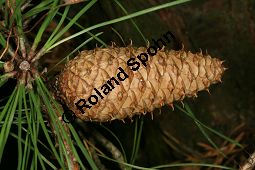 Pech-Kiefer, Steife Kiefer, Pinus rigida, Pinus taeda rigida, Pinus fraserei, Pinus serotina Kauf von 05253_pinus_rigida_img_5089.jpg