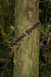 Pech-Kiefer, Steife Kiefer, Pinus rigida, Pinus taeda rigida, Pinus fraserei, Pinus serotina Kauf von 05253_pinus_rigida_img_5090.jpg