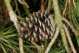 Pech-Kiefer, Steife Kiefer, Pinus rigida, Pinus taeda rigida, Pinus fraserei, Pinus serotina Kauf von 05253_pinus_rigida_img_5093.jpg