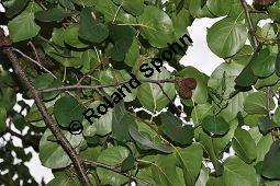 Herzblättrige Erle, Italienische Erle, Alnus cordata Kauf von 05254_alnus_cordata_dsc_0351.jpg