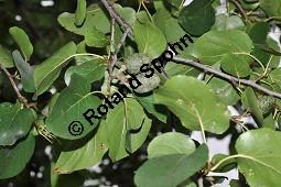 Herzblättrige Erle, Italienische Erle, Alnus cordata Kauf von 05254_alnus_cordata_dsc_0352.jpg