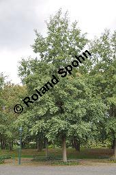 Herzblättrige Erle, Italienische Erle, Alnus cordata Kauf von 05254_alnus_cordata_dsc_0355.jpg