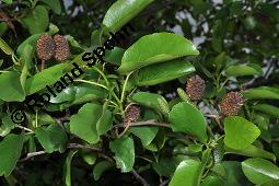 Herzblättrige Erle, Italienische Erle, Alnus cordata Kauf von 05254_alnus_cordata_dsc_3883.jpg