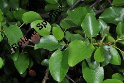 Herzblättrige Erle, Italienische Erle, Alnus cordata Kauf von 05254_alnus_cordata_dsc_3884.jpg