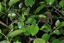 Herzblättrige Erle, Italienische Erle, Alnus cordata Kauf von 05254_alnus_cordata_dsc_3885.jpg