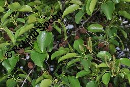 Herzblättrige Erle, Italienische Erle, Alnus cordata Kauf von 05254_alnus_cordata_dsc_3887.jpg