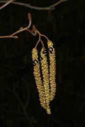 Herzblättrige Erle, Italienische Erle, Alnus cordata Kauf von 05254_alnus_cordata_img_6753.jpg