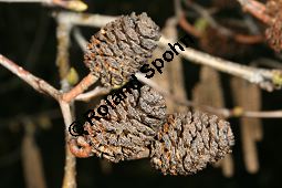 Herzblättrige Erle, Italienische Erle, Alnus cordata Kauf von 05254_alnus_cordata_img_6754.jpg