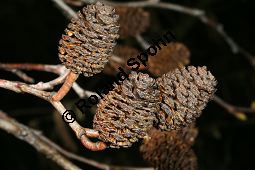 Herzblättrige Erle, Italienische Erle, Alnus cordata Kauf von 05254_alnus_cordata_img_6755.jpg