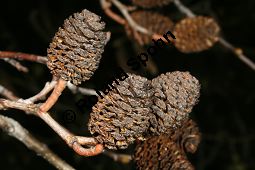 Herzblättrige Erle, Italienische Erle, Alnus cordata Kauf von 05254_alnus_cordata_img_6756.jpg