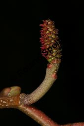 Herzblättrige Erle, Italienische Erle, Alnus cordata Kauf von 05254_alnus_cordata_img_6757.jpg