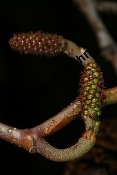 Herzblättrige Erle, Italienische Erle, Alnus cordata Kauf von 05254_alnus_cordata_img_6758.jpg