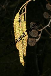 Herzblättrige Erle, Italienische Erle, Alnus cordata Kauf von 05254_alnus_cordata_img_6759.jpg