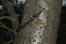 Herzblättrige Erle, Italienische Erle, Alnus cordata Kauf von 05254_alnus_cordata_img_6762.jpg